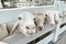 White sheep crowd in the classic farm, Thailand