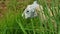 White sheep eating green tall grass