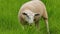 White sheep eating green tall grass