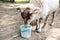 White sheep eats food from a bucket in a farmyard