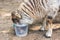 White sheep eats food from a bucket in a farmyard