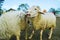 white sheep flock eating grass in the farm