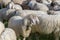 white sheep among flock in paddock at Alpine Cattle Drive, Rettenberg, Germany