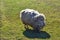 White sheep on grass. Rural scenery. Farm animals. Sheep fur