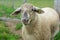 White sheep with gray face outside in enclosure