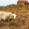 White sheep graze on a field with dry grass. Autumn colors, mediterranean nature