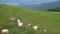 White sheep graze freely on a green field in a yard near a village high in the mountains
