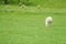 White sheep graze green grass at yard in the outdoor farm