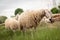 A white sheep grazing in the mountains