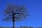 White sheep grazing under a huge leafless tree