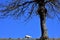 White sheep grazing under a huge leafless tree