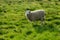 White Sheep In Green Flied.