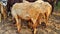 White sheep group grazing green lush grass on stone texture, Indian sheep bhed, ruminant mammals livestock