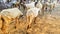 White sheep group grazing green lush grass on stone texture, Indian sheep bhed, ruminant mammals livestock