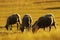 White sheep herd grazing at dawn