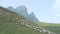 White Sheep Herd Runs along Green Meadow in Highland