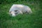 White sheep with horns lies in the high grass on the pasture, copy space