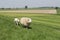 A white sheep and a lamb are walking at a green sea dyke in holland in springtime