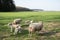 white sheep with lambs graze on green lawn on a natural forage for shearing wool