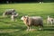 white sheep with lambs graze on green lawn on a natural forage for shearing wool