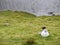White sheep laying on a grass bay a lake, Connemara , Ireland. Concept livestock, agriculture, farming