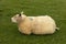 A white sheep lies on a dike in Friesland, the Netherlands