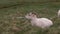 White sheep lying on the green field. Farm animal grazing on the meadow, resting on the grass.