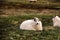 White sheep lying in greenery field