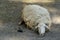 White sheep lying on the ground are bored.