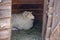 White sheep lying in wooden barn. Cute ewe with white wool. Cattle farm concept. Livestock background.