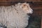 White sheep lying in wooden barn. Cute ewe with white wool. Cattle farm concept. Livestock background.