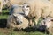 White sheep in the meadow closeup in springtime in holland