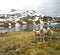 White sheep near lake