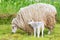 White sheep with newborn lamb in meadow