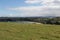 White sheep peacefully grazing at green grass hill, Shakespear Regional Park, New Zealand