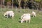 White sheep peacefully grazing at green grass, Shakespear Regional Park, New Zealand