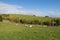 White sheep peacefully grazing at green grass, Shakespear Regional Park, New Zealand