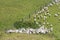 White sheep peacefully grazing at green grass, Shakespear Regional Park, New Zealand