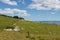 White sheep peacefully grazing at green grass, Shakespear Regional Park, New Zealand