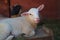 White sheep portrait in a barn long ears