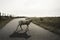 White sheep on road. Lamb crossing street. Baby sheep walking