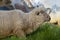 White sheep roaming on a field at sunset III