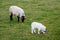 White sheep and small lamb in a green pasture field. Agriculture industry and farming concept. Live stock in natural environment