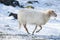white sheep snow pictures