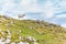 White sheep standing mountain summit.