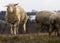 White sheep standing in a picturesque grassy field surrounded by trees