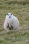 White sheep stands in the middle of a vibrant, verdant meadow.
