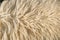 White Sheep wool