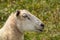 A White Sheeps Head Profile with Character