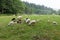 White sheeps on meadow, lamb